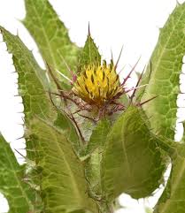 Image result for Cnicus benedictus