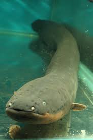 Image result for электрический