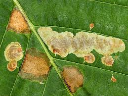 Attēlu rezultāti vaicājumam “Cameraria ohridella”