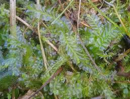 Attēlu rezultāti vaicājumam “Chiloscyphus pallescens”