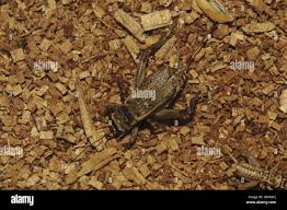 Attēlu rezultāti vaicājumam “Gryllus domesticus”