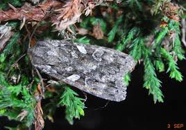 Attēlu rezultāti vaicājumam “Eurois occulta”