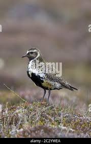 Attēlu rezultāti vaicājumam “Pluvialis apricaria adult”