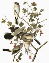 Attēlu rezultāti vaicājumam “Lanius excubitor”