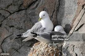 Attēlu rezultāti vaicājumam “Rissa tridactyla nest”