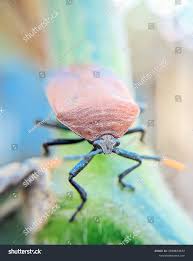 Attēlu rezultāti vaicājumam “Chlorochroa juniperina imago”