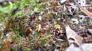 Attēlu rezultāti vaicājumam “Hemitrichia chrysospora young”