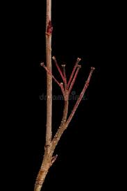 Attēlu rezultāti vaicājumam “x Sorbaronia fallax”