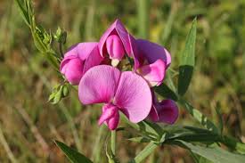 Attēlu rezultāti vaicājumam “Lathyrus tuberosus leaf”