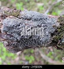 Attēlu rezultāti vaicājumam “Mycoblastus sanguinarius”