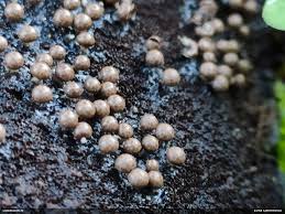 Attēlu rezultāti vaicājumam “Diderma radiatum”