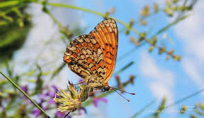Attēlu rezultāti vaicājumam “Melitaea phoebe underside”