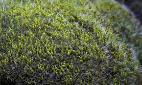 Attēlu rezultāti vaicājumam “Grimmia pulvinata sporophyte”