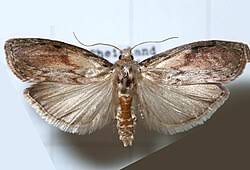 Attēlu rezultāti vaicājumam “Aphomia sociella female”