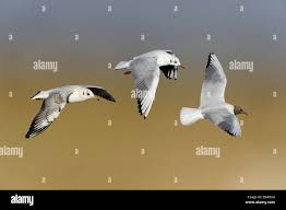 Attēlu rezultāti vaicājumam “Larus ridibundus adult”