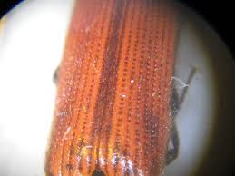 Attēlu rezultāti vaicājumam “Ampedus sp.”