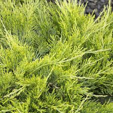 Attēlu rezultāti vaicājumam “Juniperus sabina”