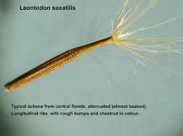 Attēlu rezultāti vaicājumam “Leontodon hispidus fruit”