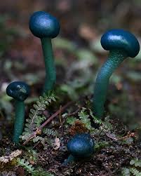 Attēlu rezultāti vaicājumam “Plicatura nivea”