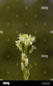 Attēlu rezultāti vaicājumam “Arabis glabra leaf”