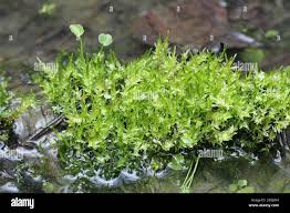 Attēlu rezultāti vaicājumam “Calliergon cordifolium”