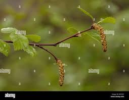 Attēlu rezultāti vaicājumam “Betula pubescens flower”