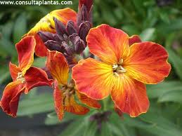 Image result for Cheiranthus cheiri