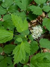 Attēlu rezultāti vaicājumam “Actaea spicata”