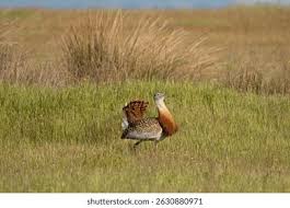 Image result for Otis tarda