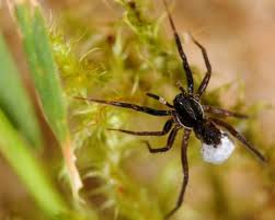 Image result for spider