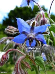 Attēlu rezultāti vaicājumam “Borago officinalis leaf”