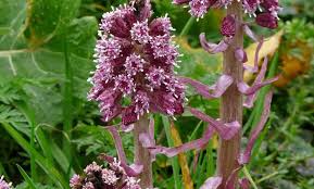 Image result for Petasites officinalis