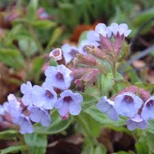 Attēlu rezultāti vaicājumam “Pulmonaria saccharata”