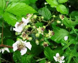Attēlu rezultāti vaicājumam “Rubus plicatus flower”