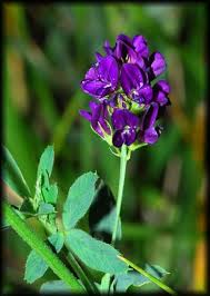 Attēlu rezultāti vaicājumam “Medicago sativa subsp. sativa flower”