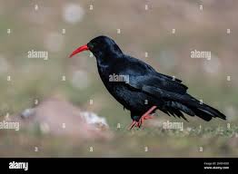 Image result for Pyrrhocorax pyrrhocorax