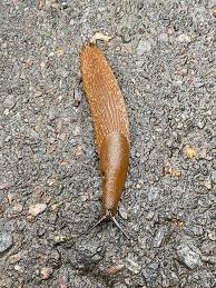 Attēlu rezultāti vaicājumam “Krynickillus melanocephalus”