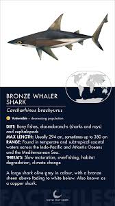 Image result for Carcharhinus brachyurus