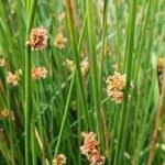 Attēlu rezultāti vaicājumam “Juncus conglomeratus fruit”