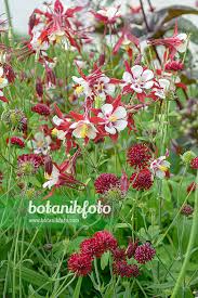 Image result for Aquilegia caerulea