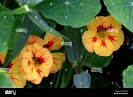 Attēlu rezultāti vaicājumam “Tropaeolaceae”