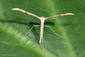 Attēlu rezultāti vaicājumam “Pterophoridae”