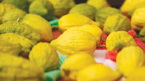 Attēlu rezultāti vaicājumam “Hordelymus europaeus fruit”