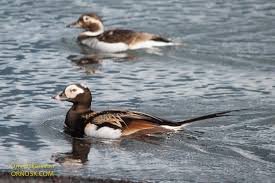 Attēlu rezultāti vaicājumam “Clangula hyemalis”