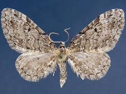 Attēlu rezultāti vaicājumam “Eupithecia lanceata”