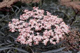 Attēlu rezultāti vaicājumam “Sambucus nigra flower”