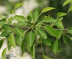 Attēlu rezultāti vaicājumam “Pyrus pyraster”