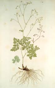 Attēlu rezultāti vaicājumam “Thalictrum minus”