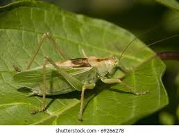 Attēlu rezultāti vaicājumam “Tettigonia cantans”