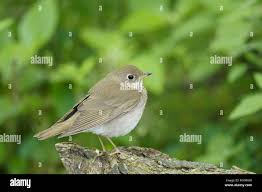 Image result for Catharus minimus